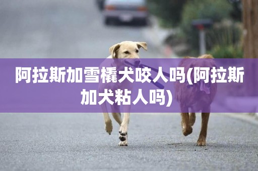 阿拉斯加雪橇犬咬人嗎(阿拉斯加犬粘人嗎) 