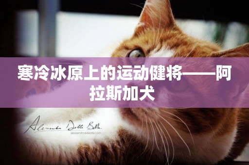 寒冷冰原上的運動健將——阿拉斯加犬 