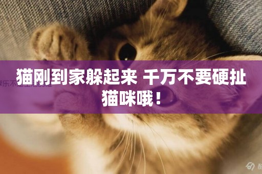 貓剛到家躲起來 千萬不要硬扯貓咪哦！
