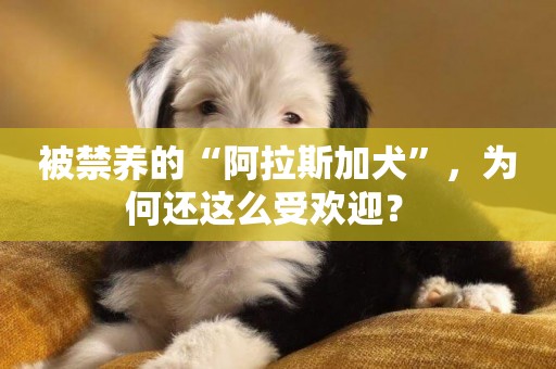 被禁養的“阿拉斯加犬”，為何還這么受歡迎？ 