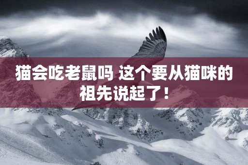 貓會吃老鼠嗎 這個要從貓咪的祖先說起了！