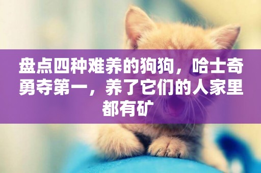 盤點四種難養的狗狗，哈士奇勇奪第一，養了它們的人家里都有礦 
