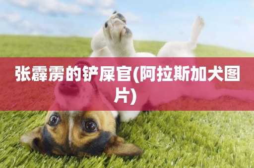 張霹靂的鏟屎官(阿拉斯加犬圖片) 