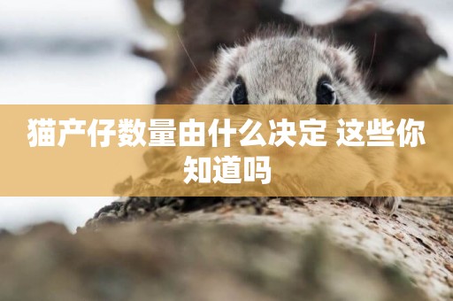 貓產仔數量由什么決定 這些你知道嗎