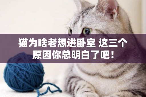 貓為啥老想進臥室 這三個原因你總明白了吧! 貓為啥老想進臥室 這三個原因你總明白了吧!