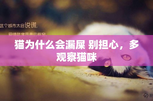 貓為什么會漏屎 別擔心，多觀察貓咪