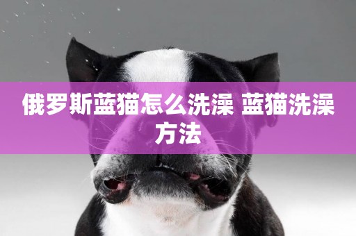 俄羅斯藍貓怎么洗澡 藍貓洗澡方法