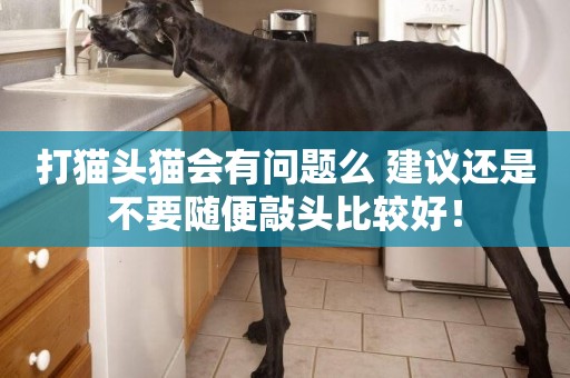 打貓頭貓會有問題么 建議還是不要隨便敲頭比較好！