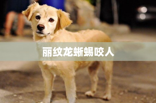 麗紋龍蜥蜴咬人