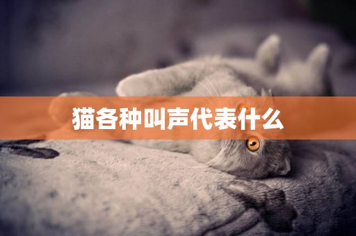 貓各種叫聲代表什么