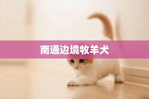 南通邊境牧羊犬