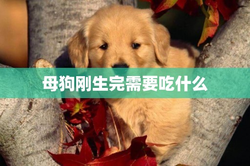 母狗剛生完需要吃什么
