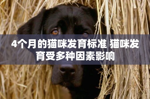 4個月的貓咪發育標準 貓咪發育受多種因素影響