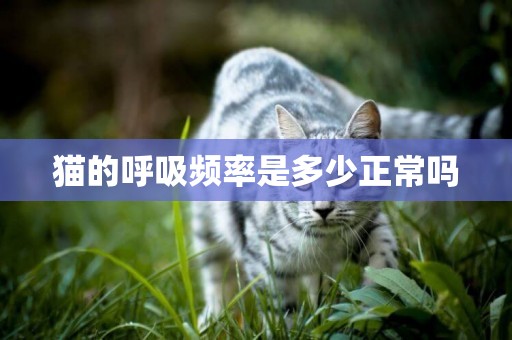 貓的呼吸頻率是多少正常嗎