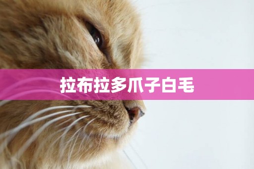 拉布拉多爪子白毛