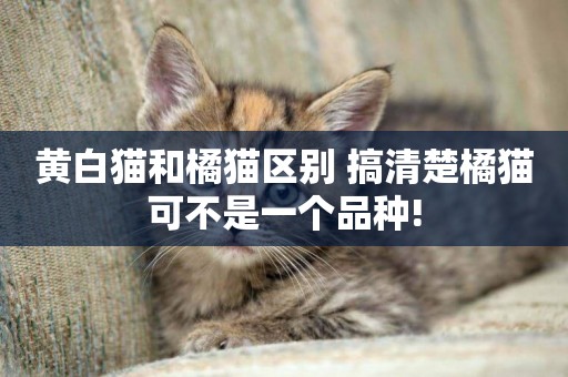 黃白貓和橘貓區別 搞清楚橘貓可不是一個品種!