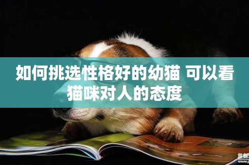 如何挑選性格好的幼貓 可以看貓咪對人的態度