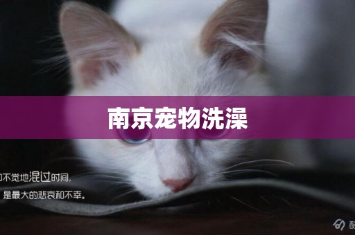 南京寵物洗澡