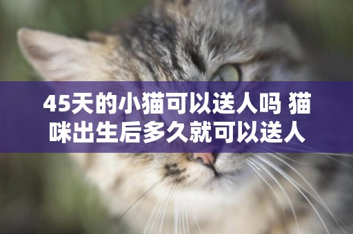 45天的小貓可以送人嗎 貓咪出生后多久就可以送人