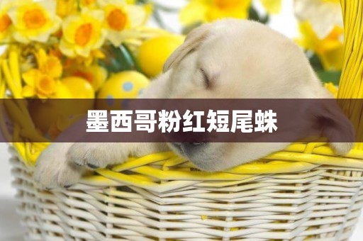墨西哥粉紅短尾蛛