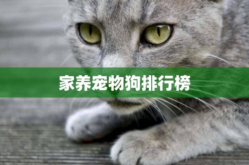 家養寵物狗排行榜