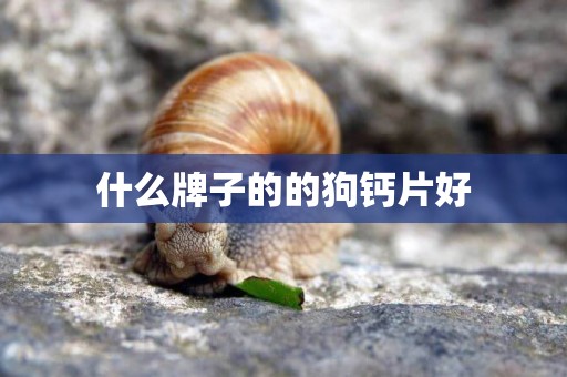 什么牌子的的狗鈣片好