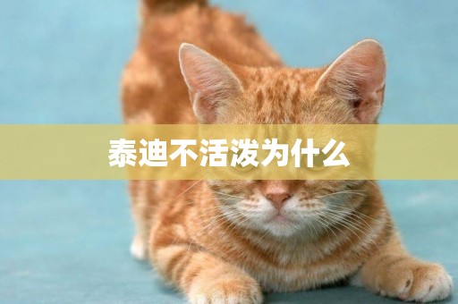 泰迪不活潑為什么