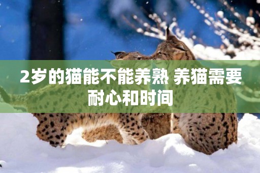 2歲的貓能不能養熟 養貓需要耐心和時間