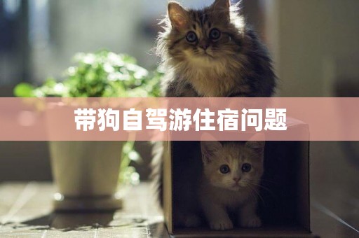 帶狗自駕游住宿問題