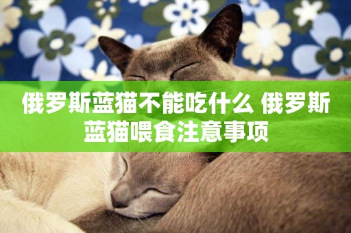 俄羅斯藍貓不能吃什么 俄羅斯藍貓喂食注意事項