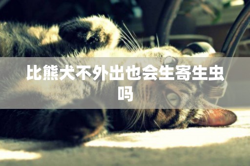 比熊犬不外出也會生寄生蟲嗎