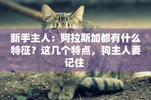 新手主人：阿拉斯加都有什么特征？這幾個特點，狗主人要記住 