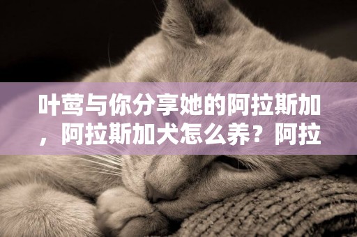 葉鶯與你分享她的阿拉斯加，阿拉斯加犬怎么養？阿拉斯加喂養指南 