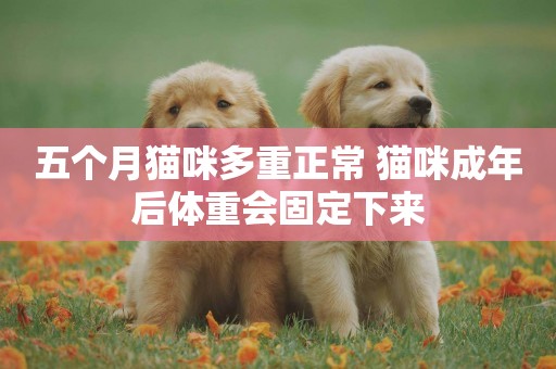 五個月貓咪多重正常 貓咪成年后體重會固定下來