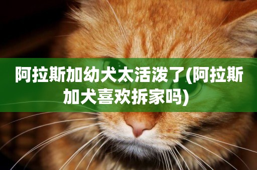 阿拉斯加幼犬太活潑了(阿拉斯加犬喜歡拆家嗎) 