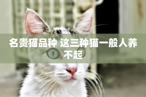 名貴貓品種 這三種貓一般人養不起