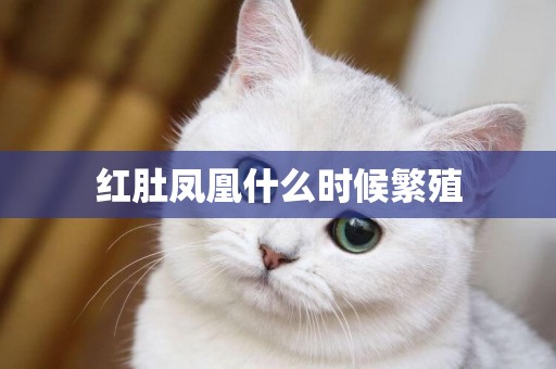 紅肚鳳凰什么時候繁殖