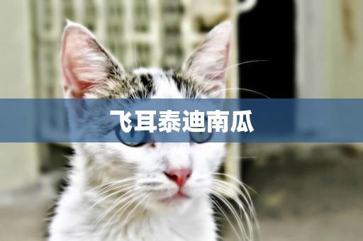 飛耳泰迪南瓜