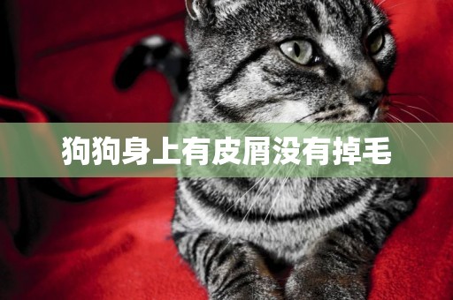 狗狗身上有皮屑沒有掉毛