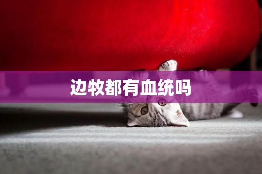 邊牧都有血統嗎