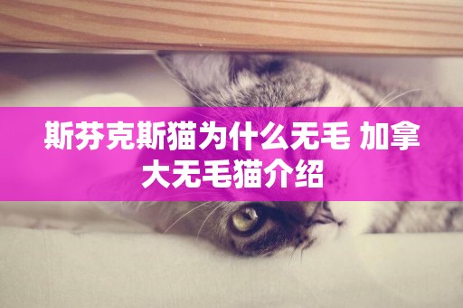 斯芬克斯貓為什么無毛 加拿大無毛貓介紹