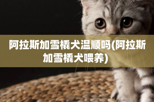 阿拉斯加雪橇犬溫順嗎(阿拉斯加雪橇犬喂養) 