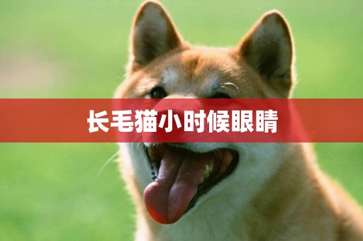 長毛貓小時候眼睛