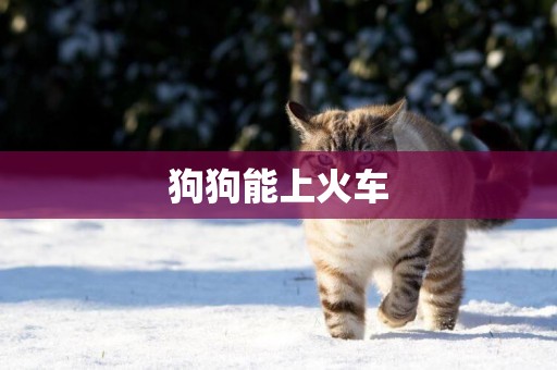 狗狗能上火車