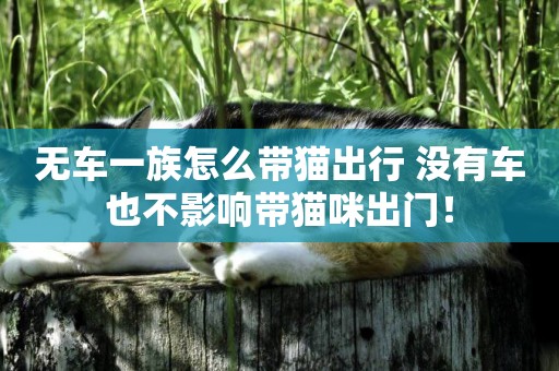 無車一族怎么帶貓出行 沒有車也不影響帶貓咪出門！