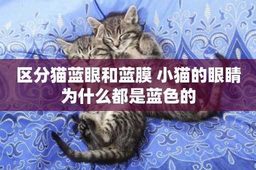 區分貓藍眼和藍膜 小貓的眼睛為什么都是藍色的