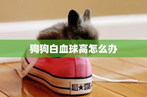 狗狗白血球高怎么辦