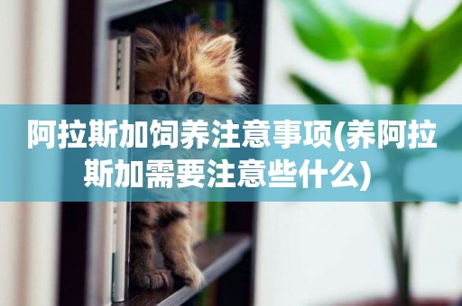 阿拉斯加飼養注意事項(養阿拉斯加需要注意些什么) 