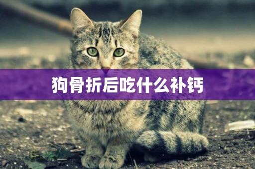 狗骨折后吃什么補鈣