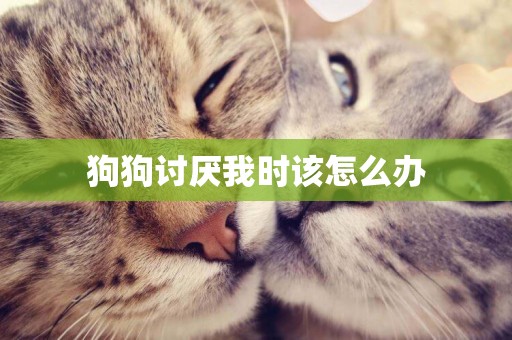 狗狗討厭我時該怎么辦